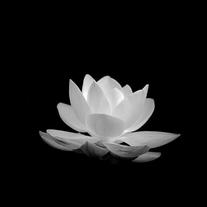 Hình ảnh avatar hoa sen trắng nền đen