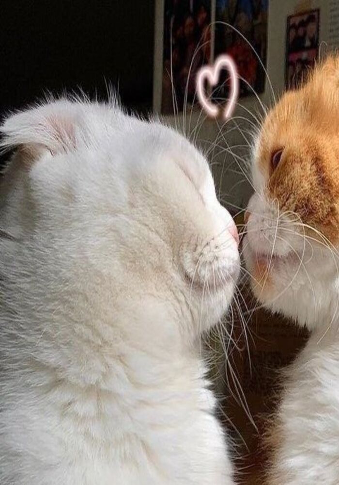 Cặp Đôi 'Oan Gia': Avatar Đôi Tom and Jerry Siêu Hài