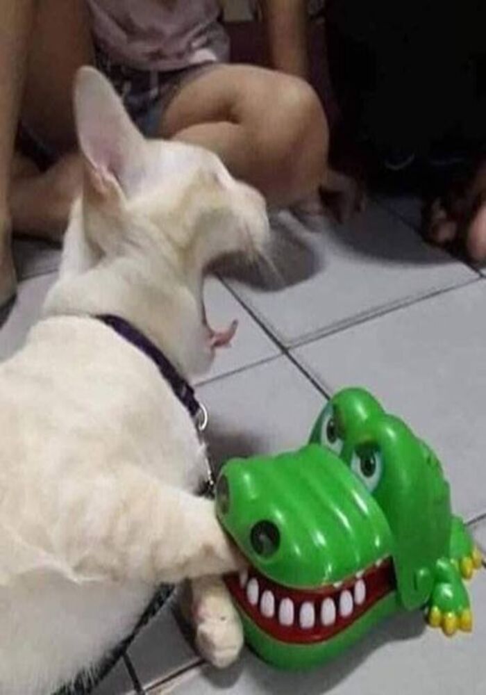 Cười Thả Ga Với Avatar Heo Siêu Hài Hước Và Mũm Mĩm