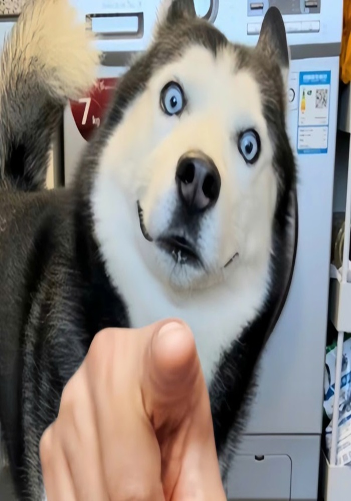Nhảy Nhót Cười Thả Ga Với Avatar Thỏ Siêu Hài Hước Và Cute