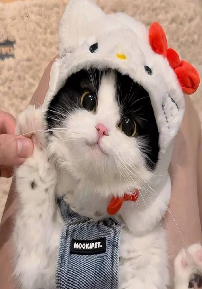 99+ Avatar mèo cute, đáng yêu, ngộ nghĩnh siêu hot 99+ Avatar mèo cute, đáng yêu, ngộ nghĩnh siêu hot