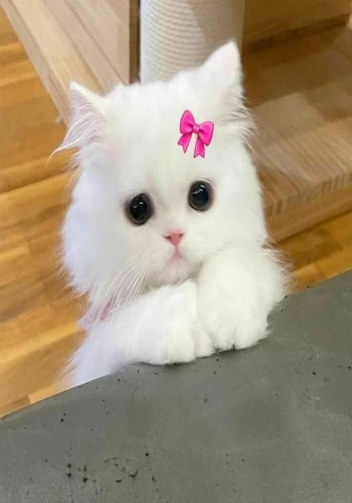 Avatar Đôi Mèo Đánh Nhau Siêu Hài Hước Avatar Đôi Mèo Đánh Nhau Siêu Hài Hước