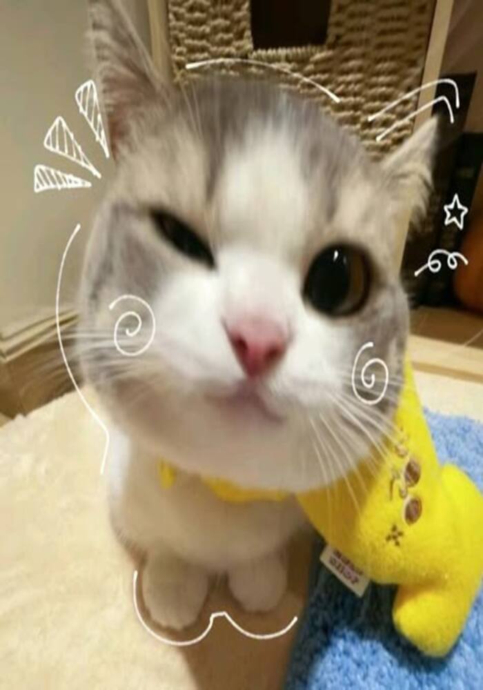 Avatar Mèo Con Siêu Cấp Cute Hạt Me Avatar Mèo Con Siêu Cấp Cute Hạt Me