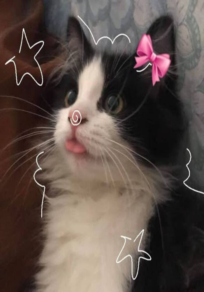 Avatar Mèo Cute Phiên Bản Meme Siêu Hài Avatar Mèo Cute Phiên Bản Meme Siêu Hài