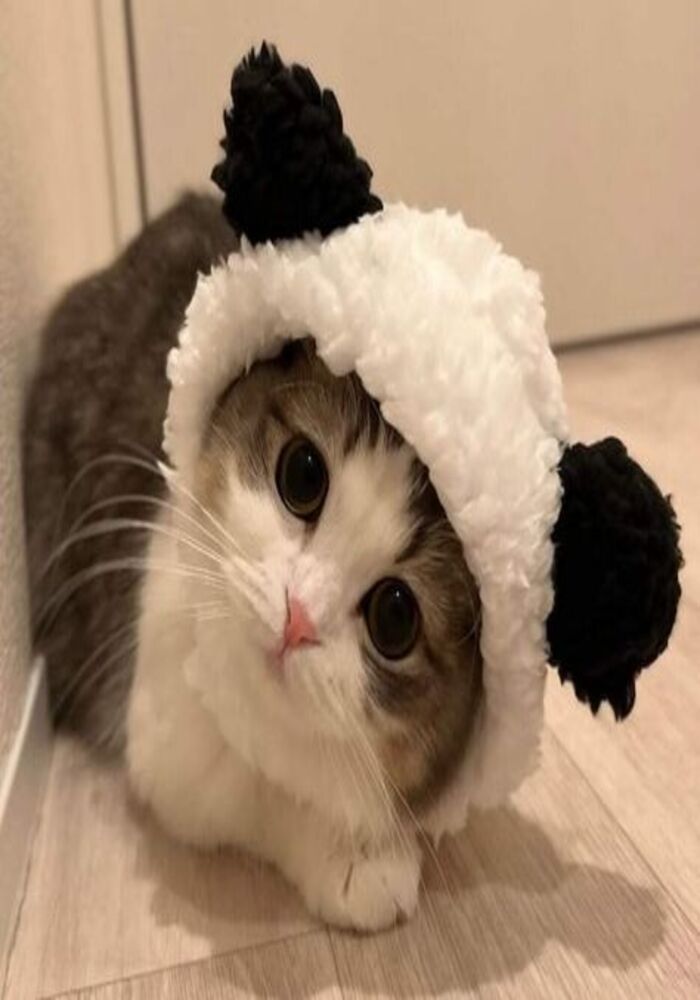 Avatar Mèo Cute Phong Cách Chibi Đốn Tim Avatar Mèo Cute Phong Cách Chibi Đốn Tim