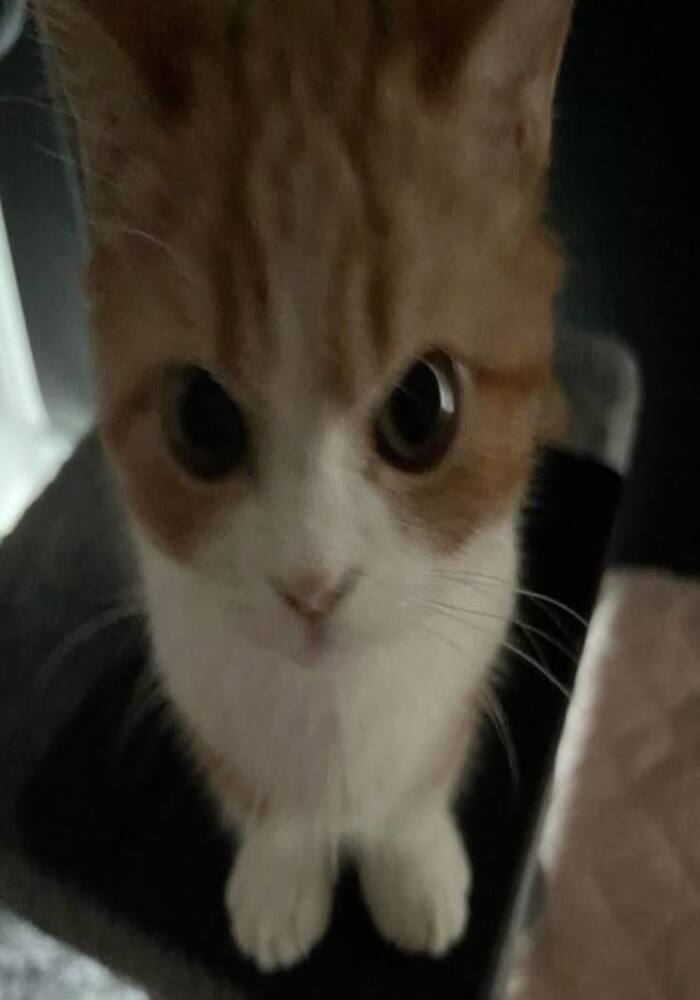 Avatar Mèo Đeo Kính Siêu Cute Và Đáng Yêu Avatar Mèo Đeo Kính Siêu Cute Và Đáng Yêu