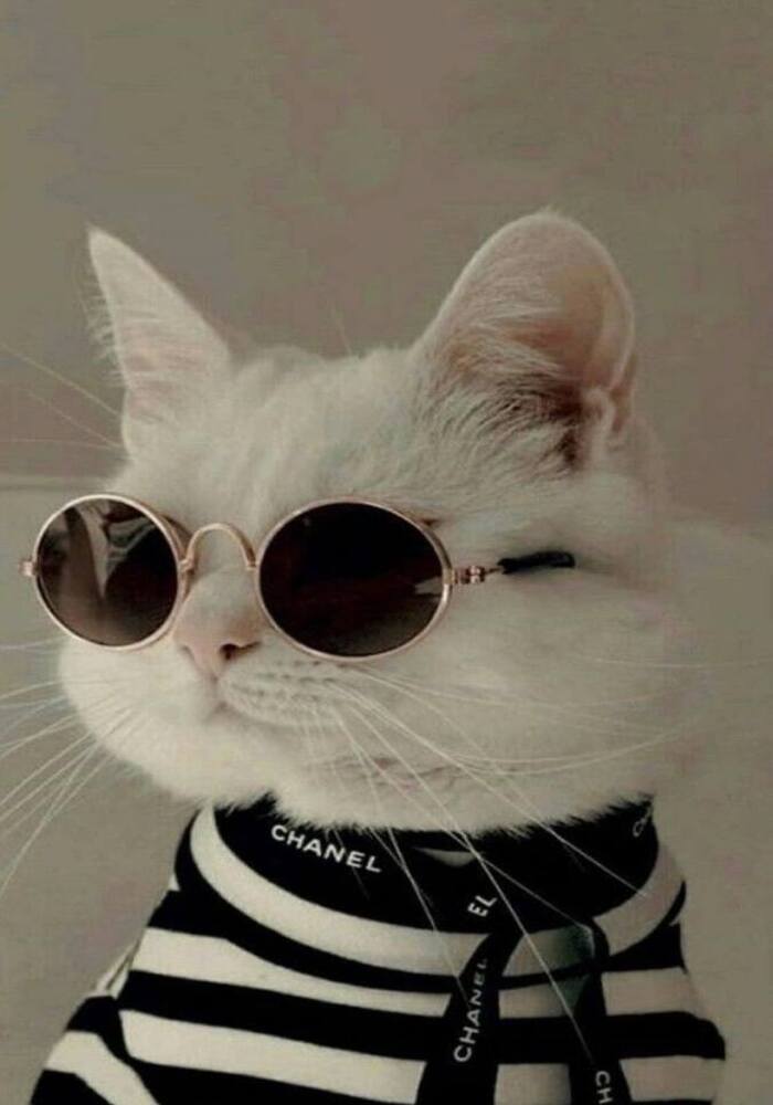 Avatar Mèo Mochi Tròn Quay Siêu Cấp Cute Avatar Mèo Mochi Tròn Quay Siêu Cấp Cute