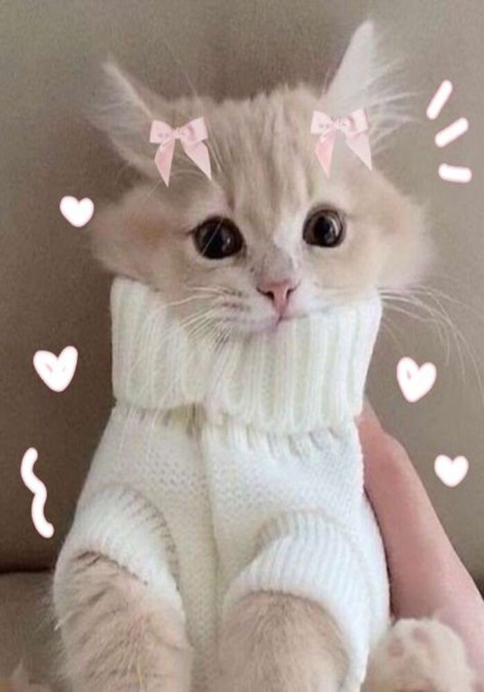 Avatar Mèo Phong Cách Anime Cực Đẹp và Độc Đáo Avatar Mèo Phong Cách Anime Cực Đẹp và Độc Đáo
