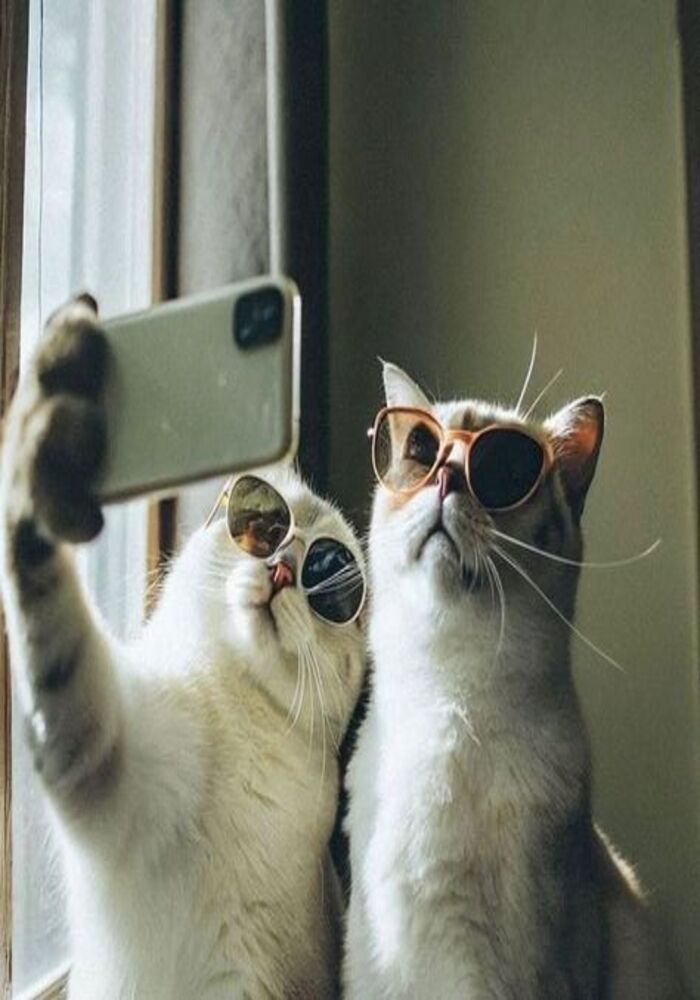 Avatar Mèo Siêu Bựa Và Lầy Lội Cười Té Ghế Avatar Mèo Siêu Bựa Và Lầy Lội Cười Té Ghế