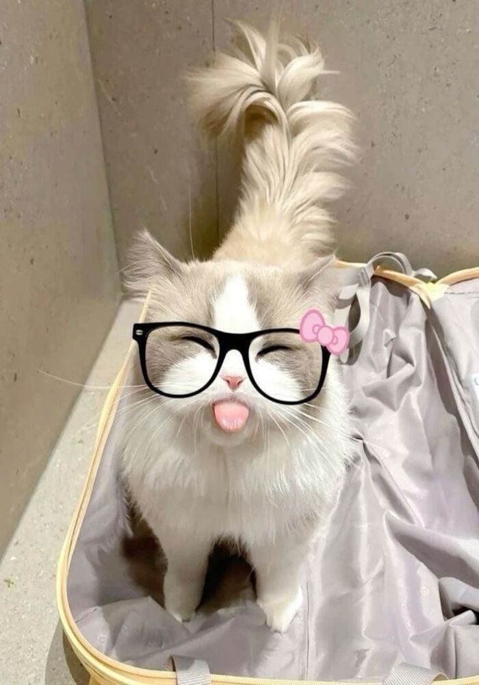Avatar Mèo Tết Phiên Bản Meme Siêu Vui Nhộn Avatar Mèo Tết Phiên Bản Meme Siêu Vui Nhộn