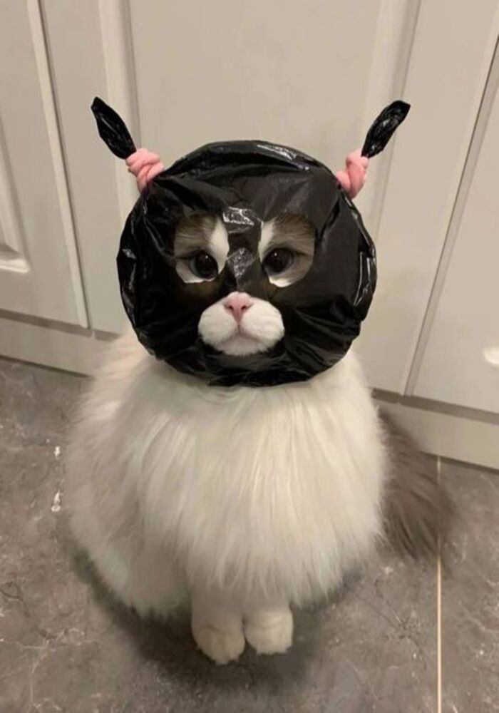 Avatar Mèo Tức Giận Đầy Uy Lực Và Cute Avatar Mèo Tức Giận Đầy Uy Lực Và Cute