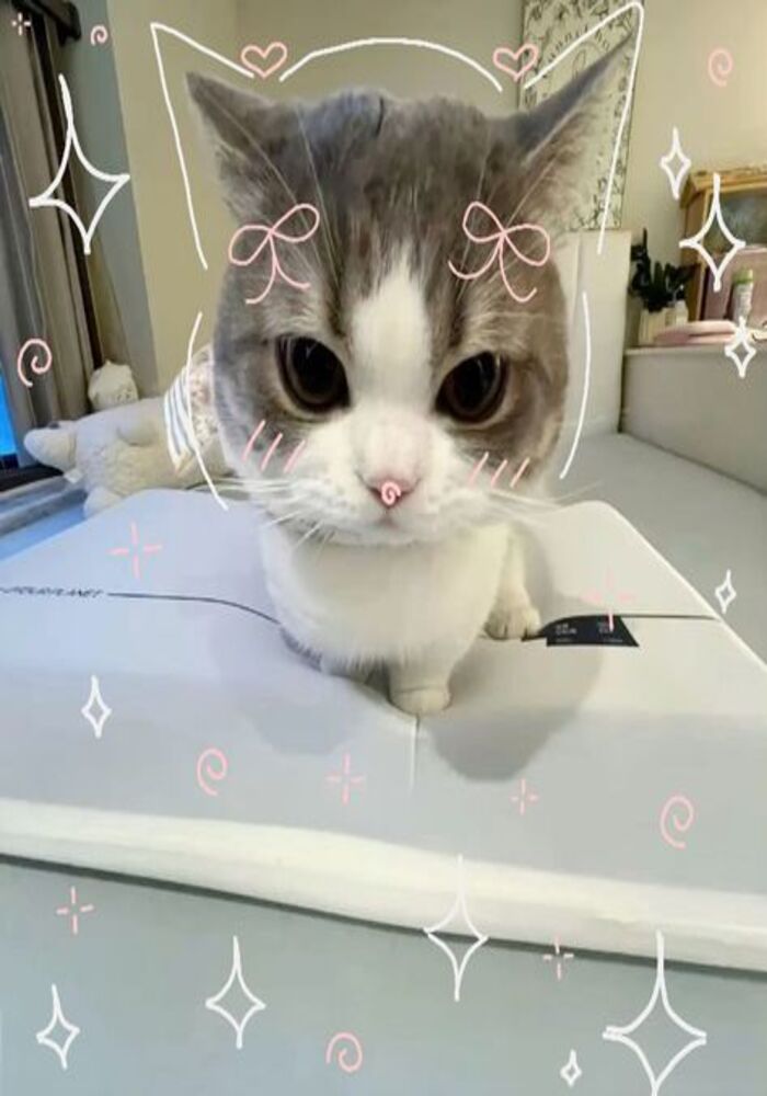 Avatar Từ Ảnh Mèo Cute Siêu Cấp Đáng Yêu Avatar Từ Ảnh Mèo Cute Siêu Cấp Đáng Yêu