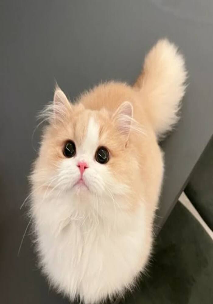 Avt Avatar Từ Ảnh Mèo Cute Siêu Đáng Yêu Avt Avatar Từ Ảnh Mèo Cute Siêu Đáng Yêu