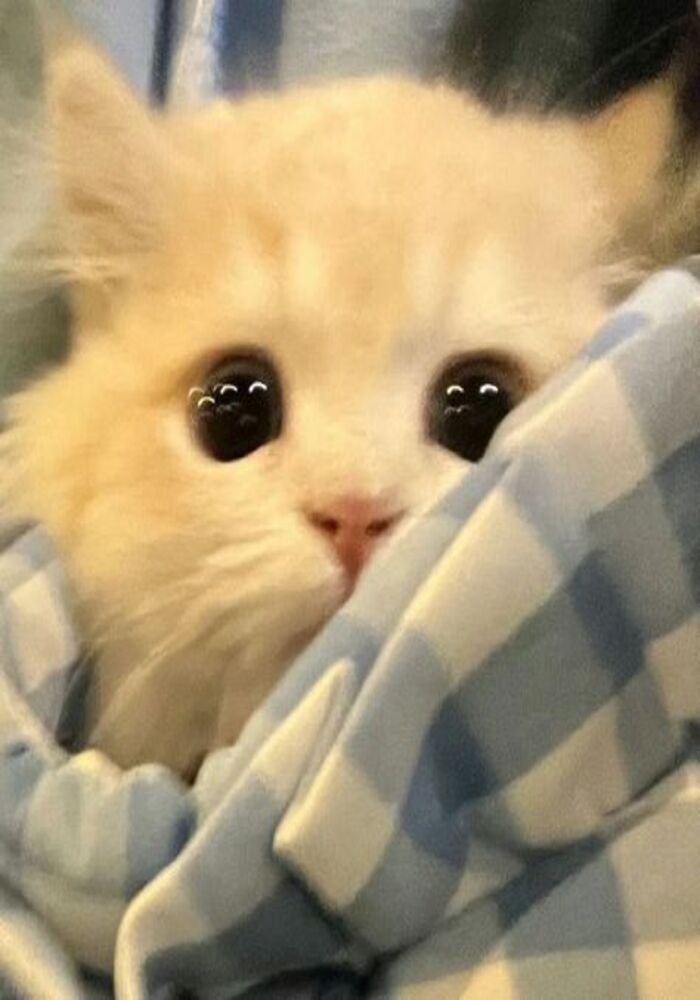 Đáng Yêu Vô Đối Với Avatar Từ Ảnh Mèo Cute Đáng Yêu Vô Đối Với Avatar Từ Ảnh Mèo Cute