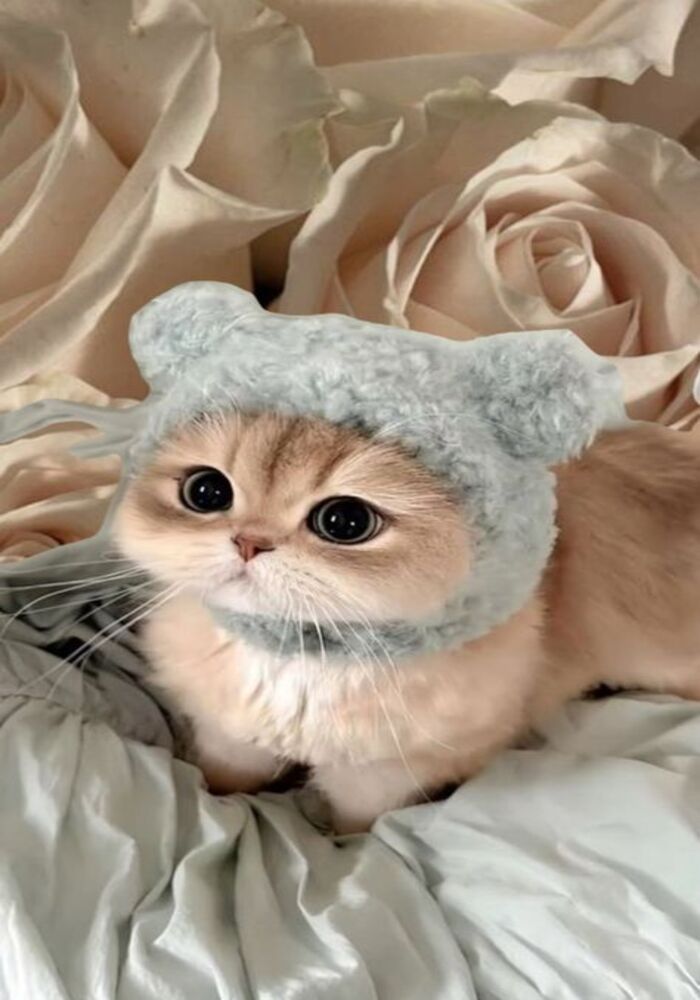 Dễ Thương Hết Nấc Với Avatar Cute Chủ Đề Mèo Dễ Thương Hết Nấc Với Avatar Cute Chủ Đề Mèo