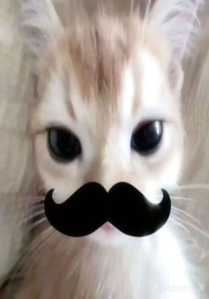 Hình Avatar Cute Chủ Đề Mèo Siêu Xinh Hình Avatar Cute Chủ Đề Mèo Siêu Xinh