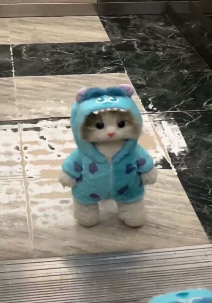 Kho Ảnh Avatar Mèo Cute Đáng Yêu Nhất Kho Ảnh Avatar Mèo Cute Đáng Yêu Nhất
