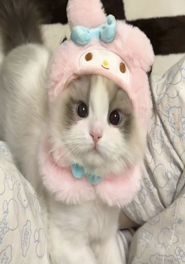 Kho Hình Avatar Mèo Cute Siêu Cấp Đáng Yêu Kho Hình Avatar Mèo Cute Siêu Cấp Đáng Yêu