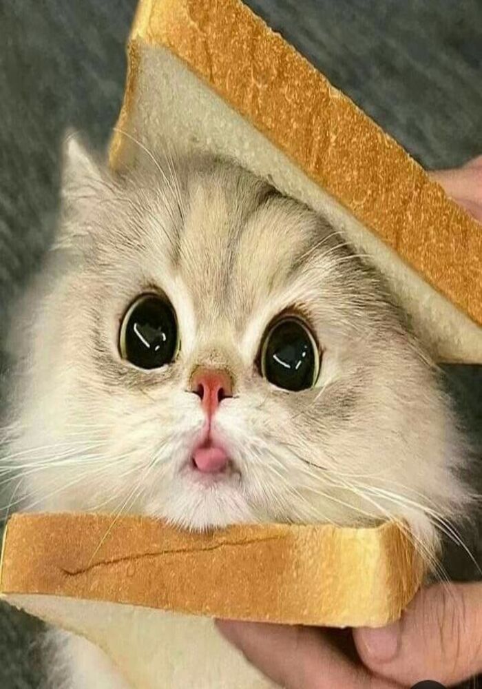 Mèo Avatar Cute Siêu Cấp Đáng Yêu Mèo Avatar Cute Siêu Cấp Đáng Yêu