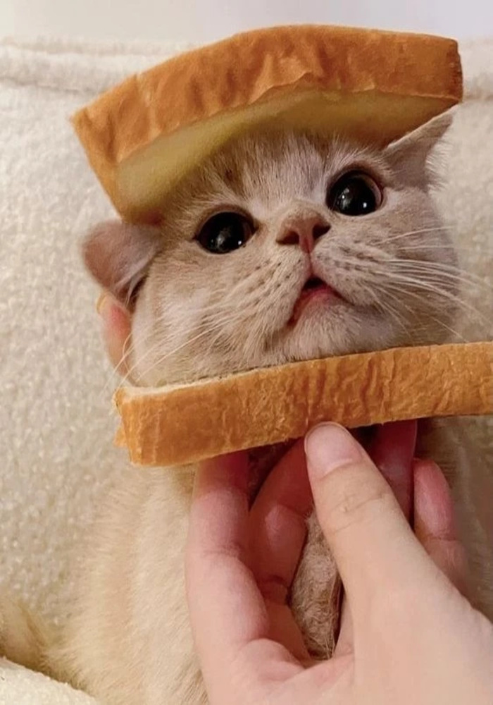 Avatar TikTok Cute Phong Cách Xàm Xí Độc Đáo
