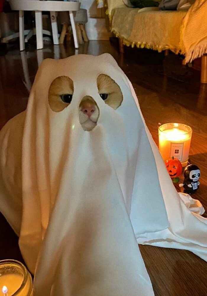 Avatar TikTok Đôi Siêu Tình Cảm Cho Các Cặp Đôi