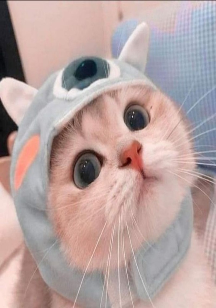 Bộ Sưu Tập Avatar Tik Tok Đa Dạng Phong Cách
