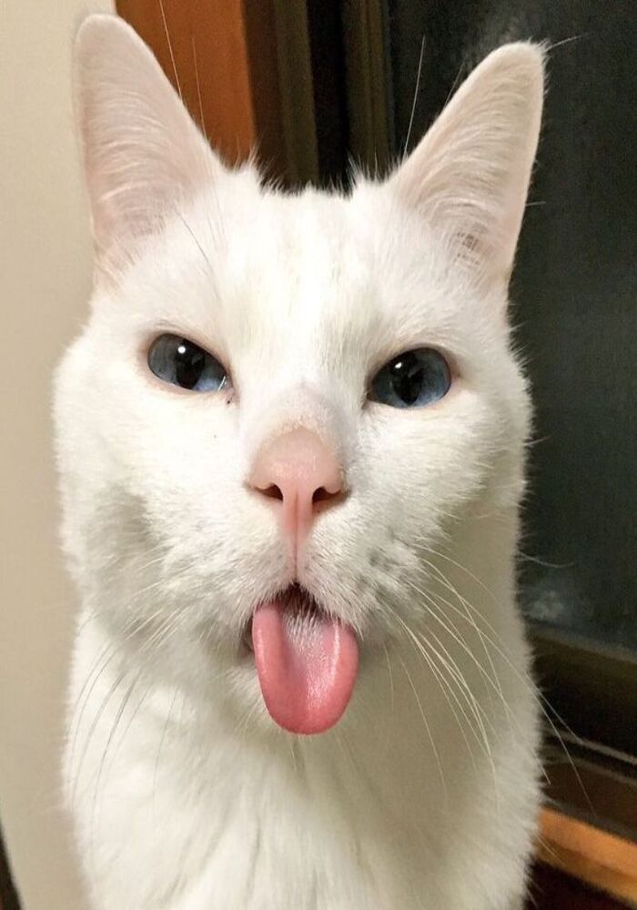 Kho Hình Avatar TikTok Cute Siêu Đáng Yêu