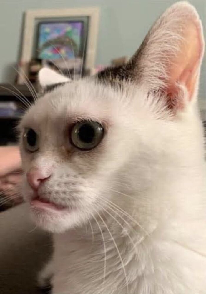 Tìm Hiểu Về Avatar TikTok Mặc Định và Cách Thay Đổi