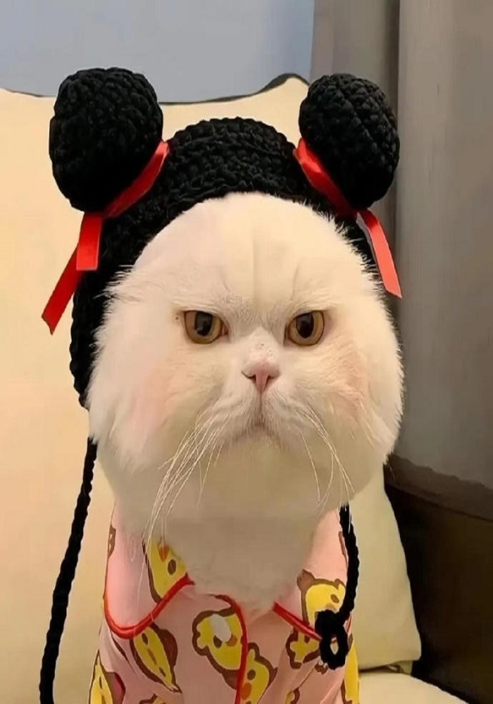 Tuyển Chọn Ảnh Đẹp Để Làm Avatar TikTok