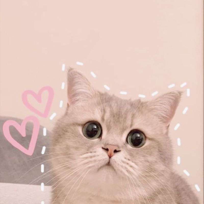 Avatar Ảnh Mèo Vô Tri Cute: Sự Kết Hợp Hoàn Hảo
