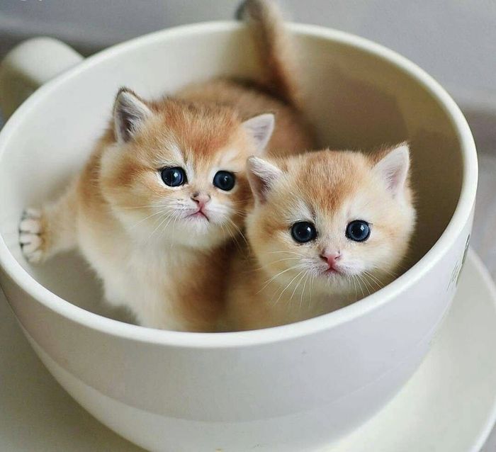 Avatar Đôi Vô Tri Chủ Đề Mèo Cho Cặp Đôi Lầy Lội
