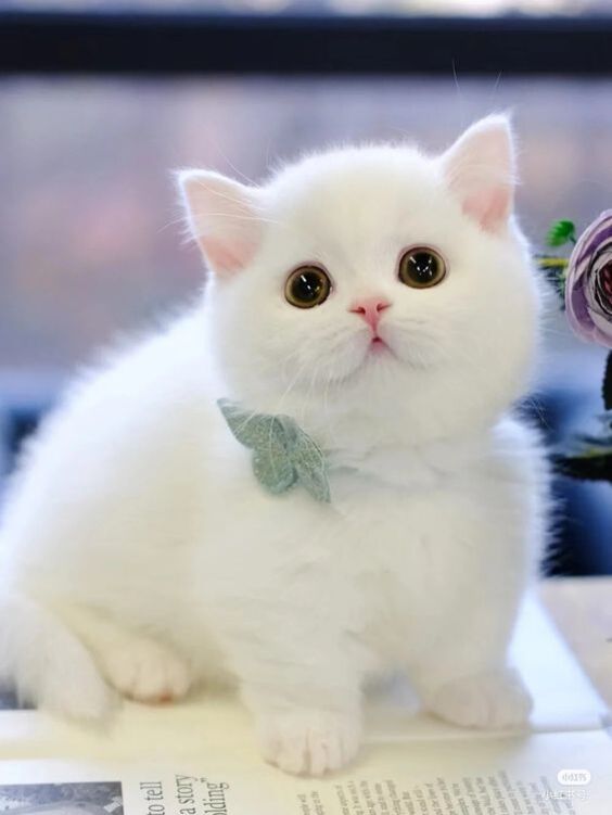 Avatar Mèo Đen Phiên Bản Vô Tri Đầy Bí Ẩn