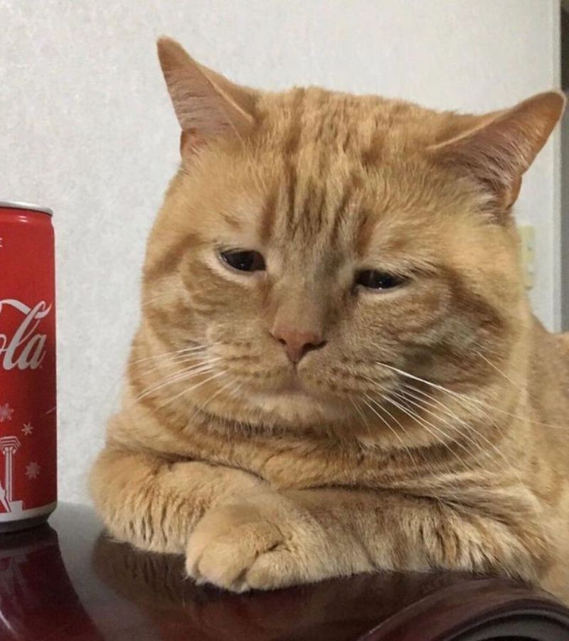 Avatar Mèo Meme Phong Cách Vô Tri Cực Chất
