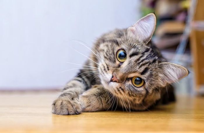 Avatar Mèo Vô Tri Siêu Hài Hước: Cười Té Ghế