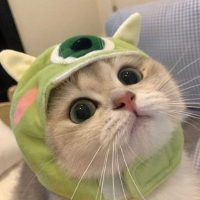 Avatar Tết Chủ Đề Mèo Vô Tri Đón Năm Mới
