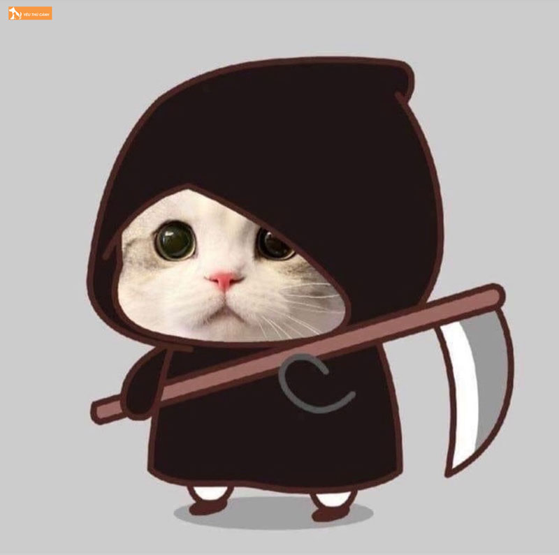 Avatar Từ Ảnh Mèo Cute Phong Cách Vô Tri