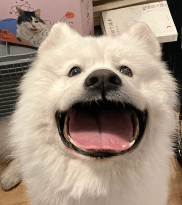 Avatar Từ Ảnh Vô Tri Cute: Đáng Yêu Khó Cưỡng