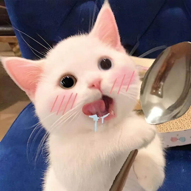 Avatar Vô Tri Chủ Đề Mèo Dành Cho Cặp Đôi