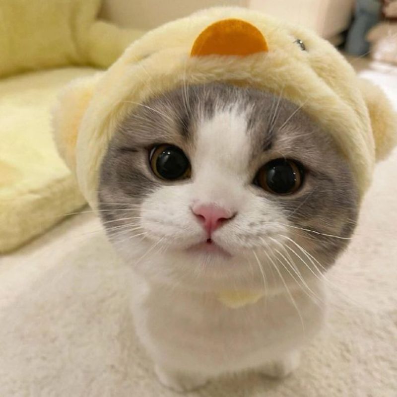 Avatar Vô Tri Kết Hợp Ảnh Mèo Cute Siêu Đỉnh