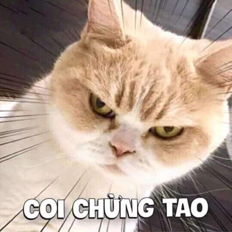 Bộ Sưu Tập Ảnh Meme Tạo Avatar Vô Tri Cười Nghiêng Ngả
