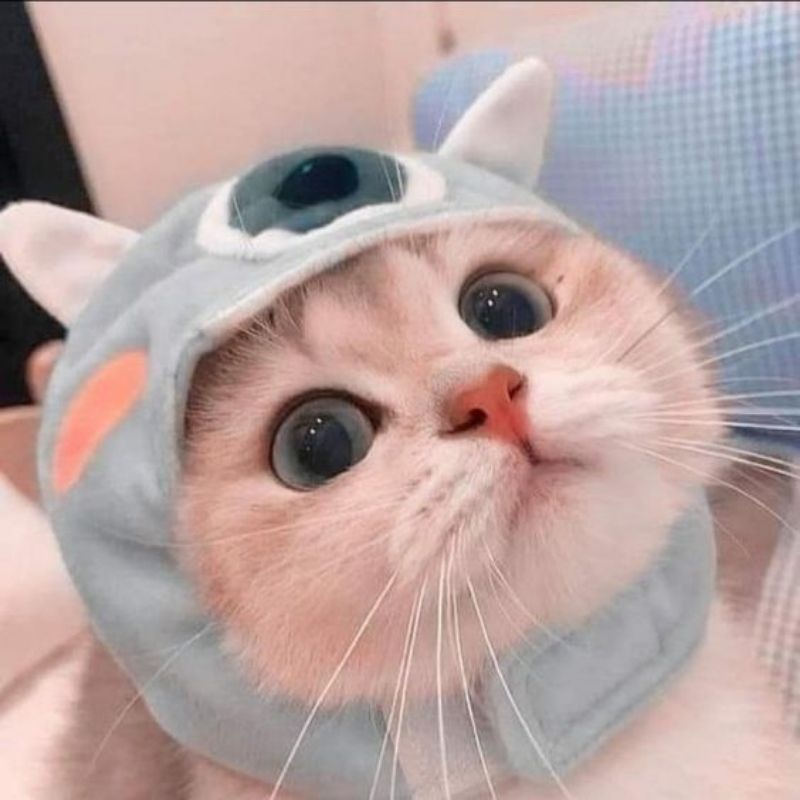 Kho Hình Ảnh Avatar Vô Tri Chủ Đề Mèo