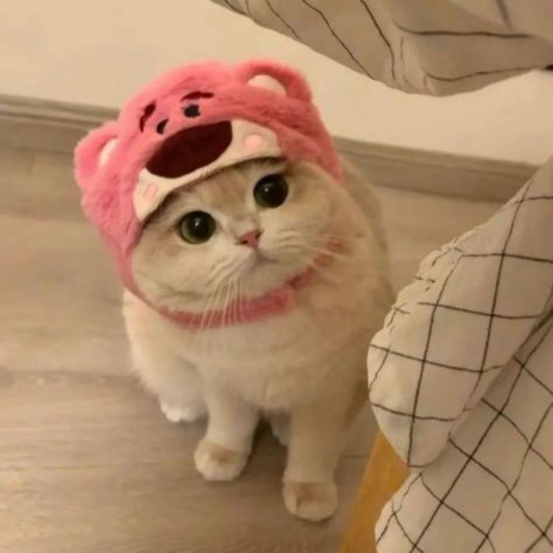 Kho Hình Ảnh Meme Mèo Làm Avatar Vô Tri