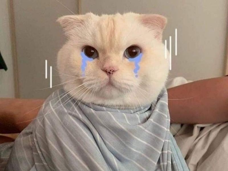 Meme Avatar Vô Tri Chủ Đề Mèo: Cười Không Ngừng