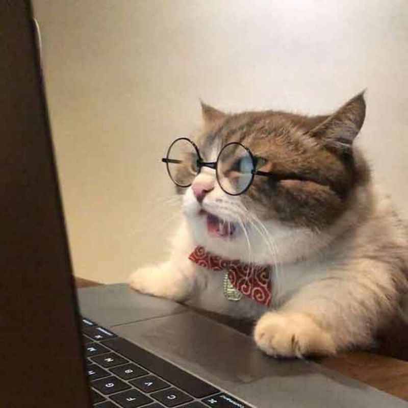 Nguồn Avatar Ảnh Meme Vô Tri Cập Nhật Liên Tục
