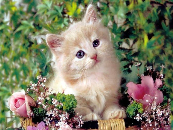 Siêu Phẩm Avatar Vô Tri Cute Chủ Đề Mèo