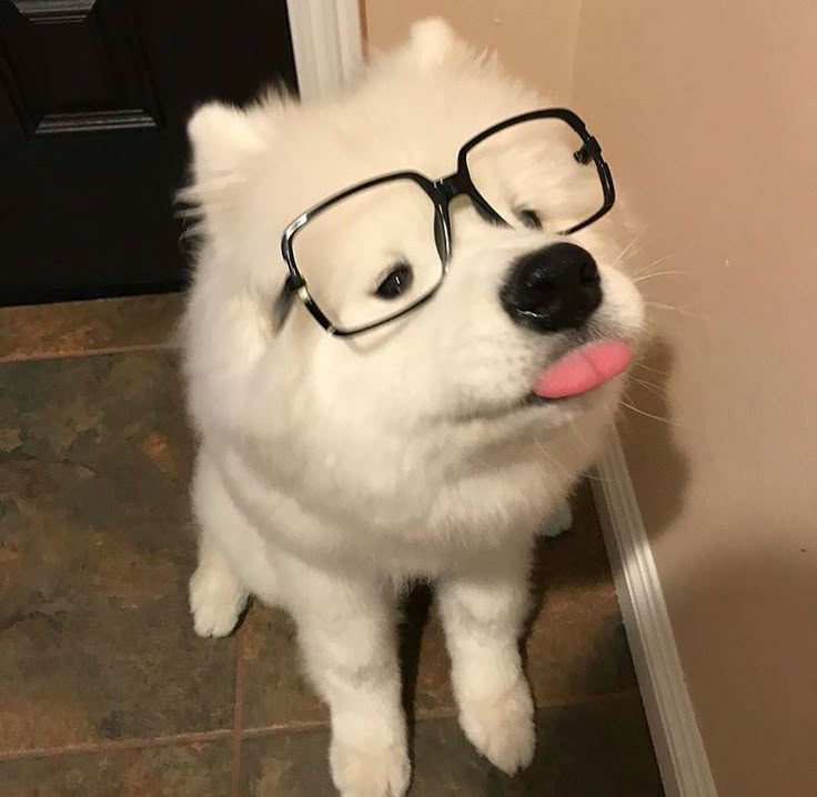 Top Avatar Vô Tri Meme Cực Hài Hước và Độc Đáo