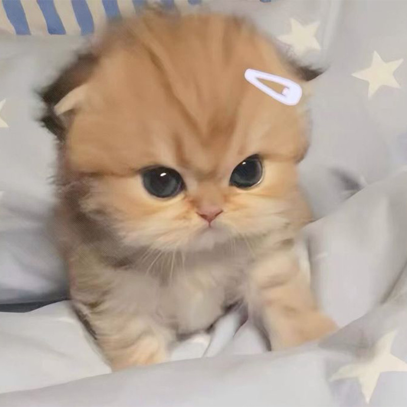 Trend Tiktok Avatar Vô Tri Cute Đang Gây Bão