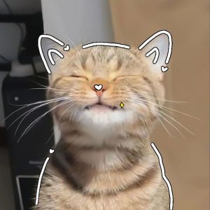 avatar vô tri mèo