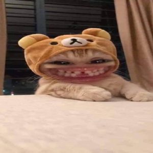 avatar vô tri mèo