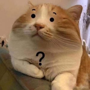 avatar vô tri mèo